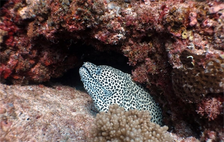 A black-spotted moral eel (Gymnothorax moringa) in the newly created Luconia Shoals Marine. National Park in Sarawak, Malaysia. CREDIT: Kandau/SFC.